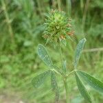 Trifolium squamosum Blatt