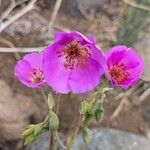 Cistanthe grandiflora 花