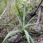 Hippocratea volubilis Hoja