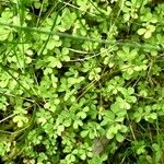 Trigonella foenum-graecum पत्ता