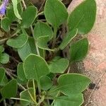 Penstemon albertinus Leaf