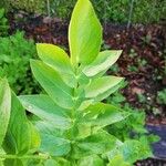 Sium sisarum Hoja