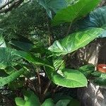 Alocasia macrorrhizos অভ্যাস