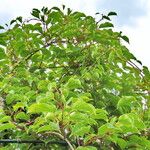 Actinidia melanandra 整株植物