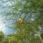 Parkinsonia aculeataFlower