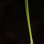 Carex sempervirens Likasa