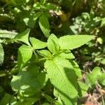 Bidens alba Leaf