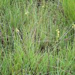 Eulophia milnei Хабит