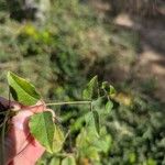 Clematis texensis Leaf