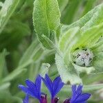 Centaurea depressa ഇല