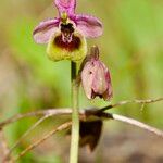 Ophrys tenthredinifera花