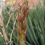 Yucca filamentosaFlower