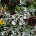 Brachyglottis greyi 花