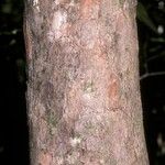 Syzygium borbonicum Bark