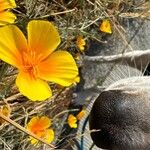 Eschscholzia caespitosa Virág