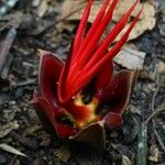 Chiranthodendron pentadactylon 花