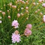 Armeria canescens Fula