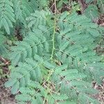 Mimosa candollei Leaf