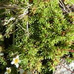 Saxifraga moschata Blad