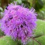 Conoclinium coelestinum Flower