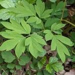 Lamprocapnos spectabilis Leaf