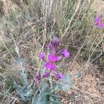 Moricandia moricandioides Flower