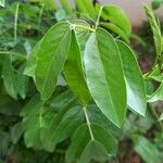 Cassia abbreviata برگ