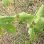 Diplocyclos palmatus Leaf