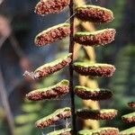 Asplenium trichomanes ഫലം