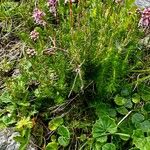 Erica spiculifolia Flower