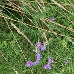 Vicia craccaKvět