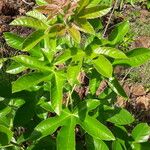Cochlospermum tinctorium Лист