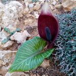 Arum pictum Flor