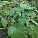 Physalis pubescens Flower