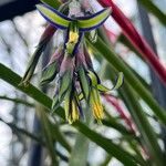 Billbergia nutans Floare