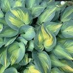 Hosta sieboldiana Foglia