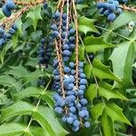 Berberis japonica Frugt