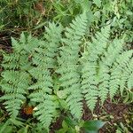 Dryopteris pentheri Blatt