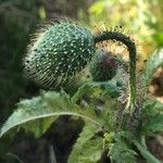 Papaver rhoeas Other