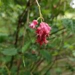 Neillia affinis Fleur