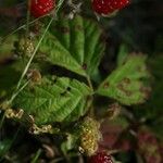 Rubus ursinus Leaf