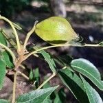 Carya aquatica Fruit