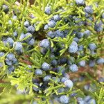 Juniperus monosperma Плод