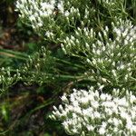 Eupatorium hyssopifolium Pokrój