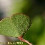 Marsilea strigosa Hoja