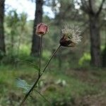 Geum rivale Habitatea