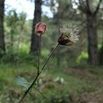 Geum rivale 整株植物