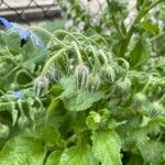 Borago officinalis Flower