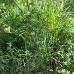 Selinum carvifolia Hoja