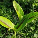 Curcuma zedoaria Folha